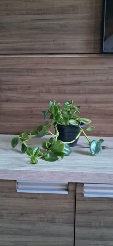 Peperonia-verde folhas lisas e brilhante!Pendente em prateleiras ou vaso suspenso!