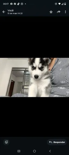 VENDO FILHOTE HUSKY SIBERIANO PURO