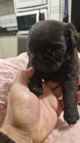 Vendo Pugs
