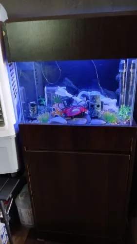 Aquário de 45 litros com móvel 