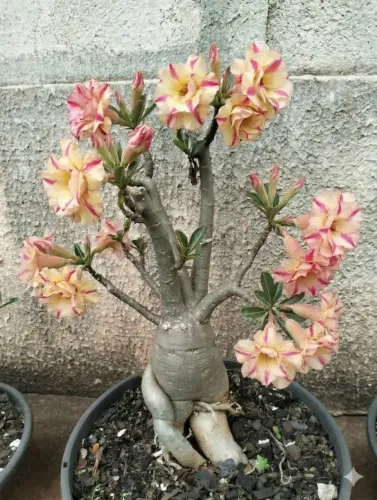 Rosas do deserto 