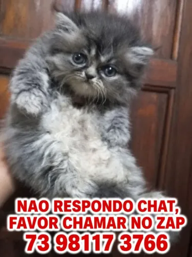 Gatos persa (FAVOR LER ANUNCIO)