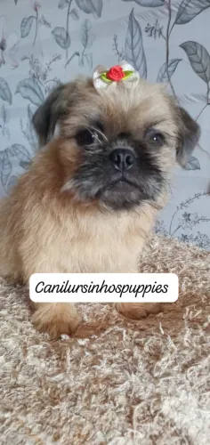 griffon de bruxelas bebes pronta entrega garanta hoje seu 