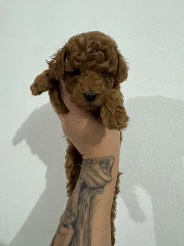 Poodle Toy pequeno porte entrega imediata