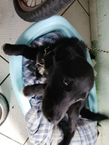 Cachorro pra doação