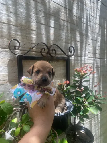 Chiuaua com pinscher minúsculos n0