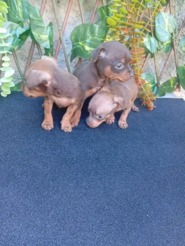 Pinscher Macho à Procura de um Lar Cheio de Amor
