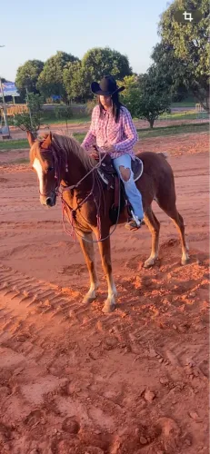 Vendo cavalo árabe