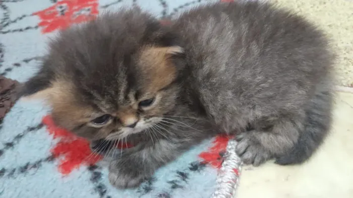 Vendo filhote de gato Persa