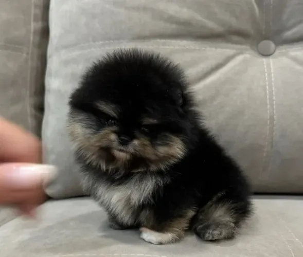 Cachorro Lulu da Pomerania black and tan raro com rosto de ursinho
