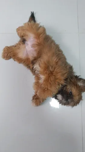 Cachorro Shih tzu