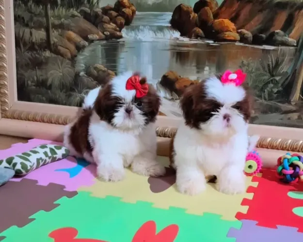 Shihtzu