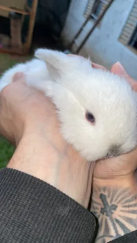 Coelhos Mini lop ?