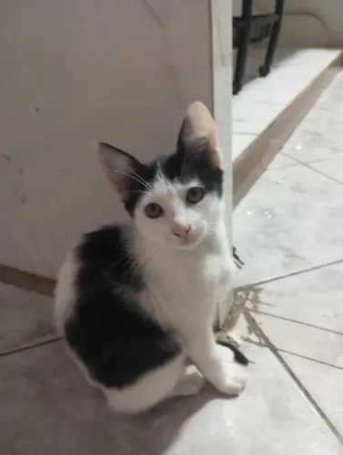 Doa-se gata bebê frajola