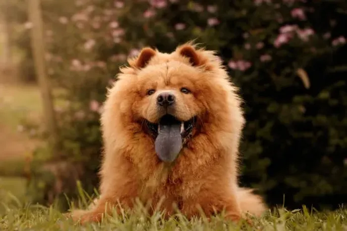 ? Filhotes de Chow Chow | Muito Carinho e Qualidade para sua Família