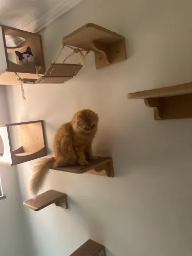 Playground Gato Reforçado 9pçs Montado 100% MDF Gatos Completo