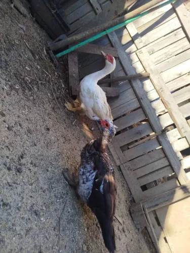 PATA DISPONÍVEL