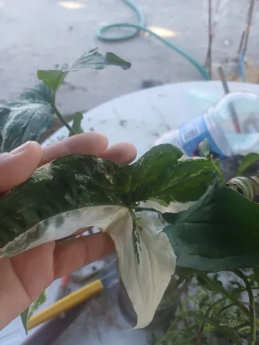 Singônia variegato plantas 