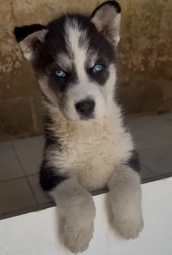 Husky Siberiano fêmea preta e branca