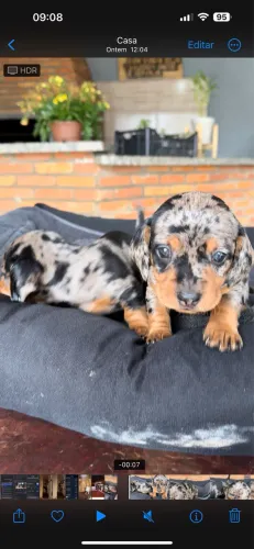 Dachshund fêmea arlequim 