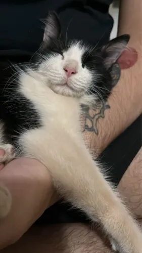 Gato filhote para adoção