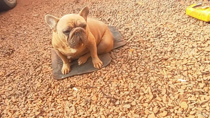 Bulldog francês femea