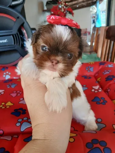 Shitzu fêmea minizinha nariz marrom olhos verdes 