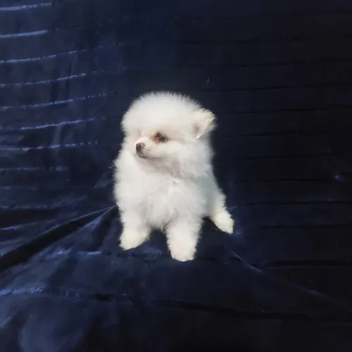 Spiz alemão fêmea e macho anão com 60 dias branco neve