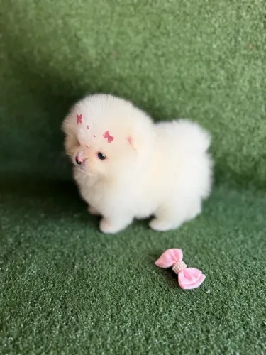 Lulu da Pomerania Femea Perfeita