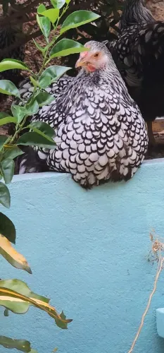 Galinha ornamentais wyandotte