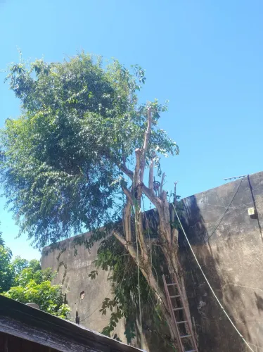 Trabalhamos com reforma e podagem de árvores 