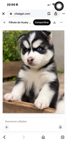 Filhotes Machos Husky Siberiano 