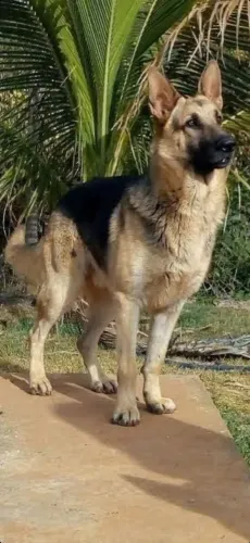 Últimos Filhotes de Pastor Alemão com Pedigree!!!