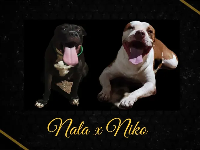 Filhotes De Pit Bull