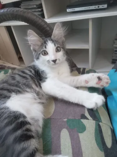 Gatas pra adoção responsável 