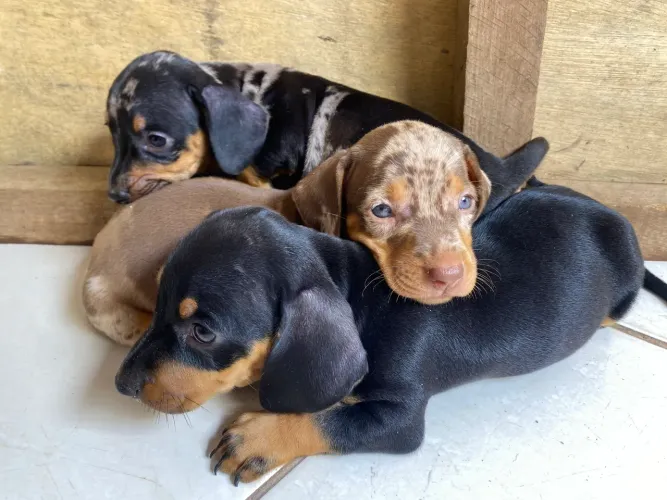 Dachshund cofap salsicha ?basset?