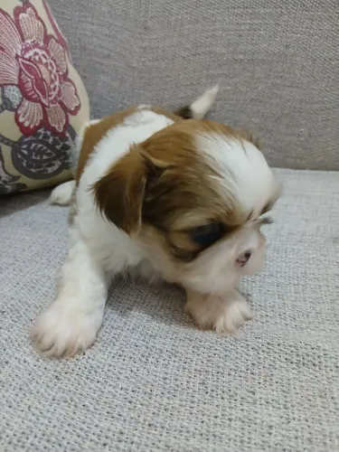 Lindos shihtzu