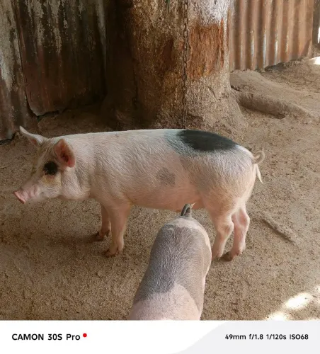 Vendo leitão pra engorda 