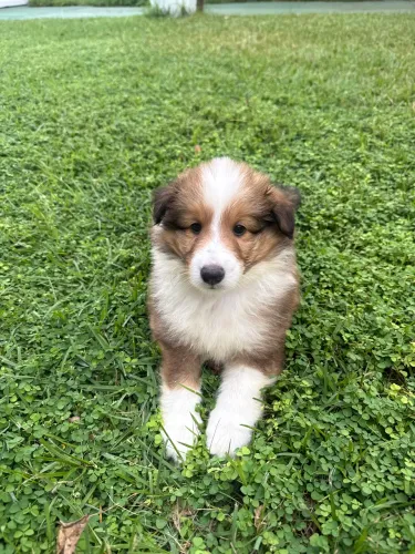 Pastor de shetland machos com pedigree CBKC