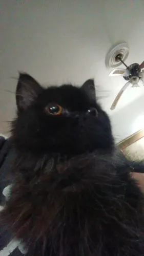 Doação gato