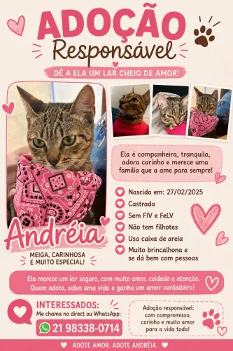Doação responsável de gato