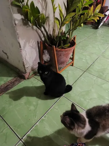 Gatinha preta castrada para doação