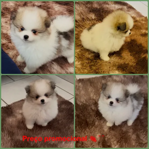 Lulu da Pomerânia 