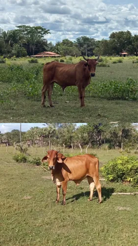 VENDO DOIS BOIS RAÇA SINDI ? 