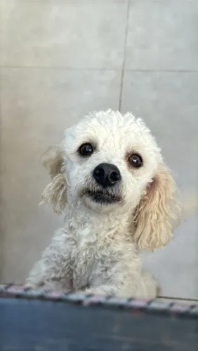 Doação de poodle macho
