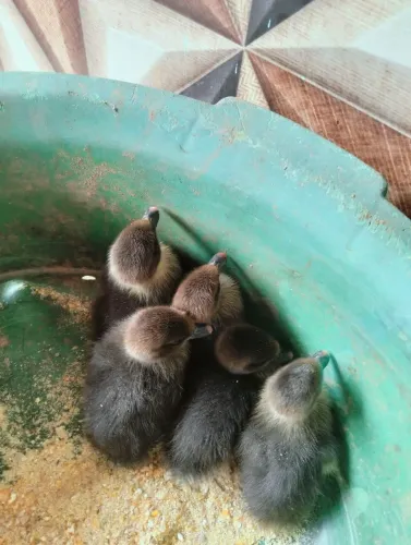 Vendo pintinhos e patinho