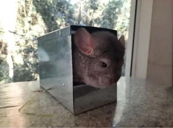 Toca climatizada para chinchila