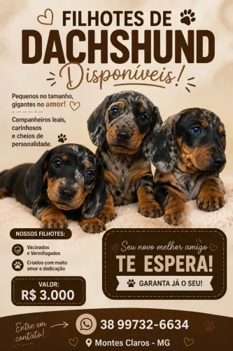 Filhote de Teckel Dachshund