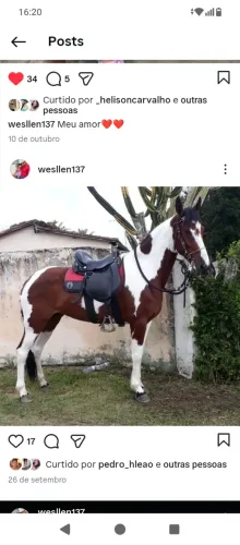 Égua pampa marcha picada registrada no pampa.