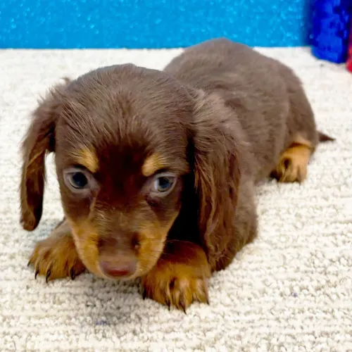 Dachshund Chocolate | Seu filhote está aqui